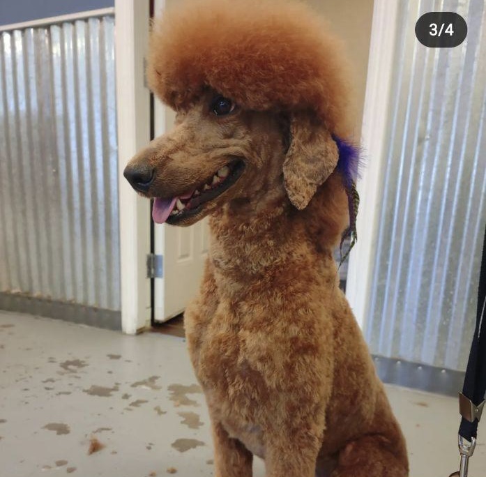 A red Poodle with a styled topknot, freshly groomed