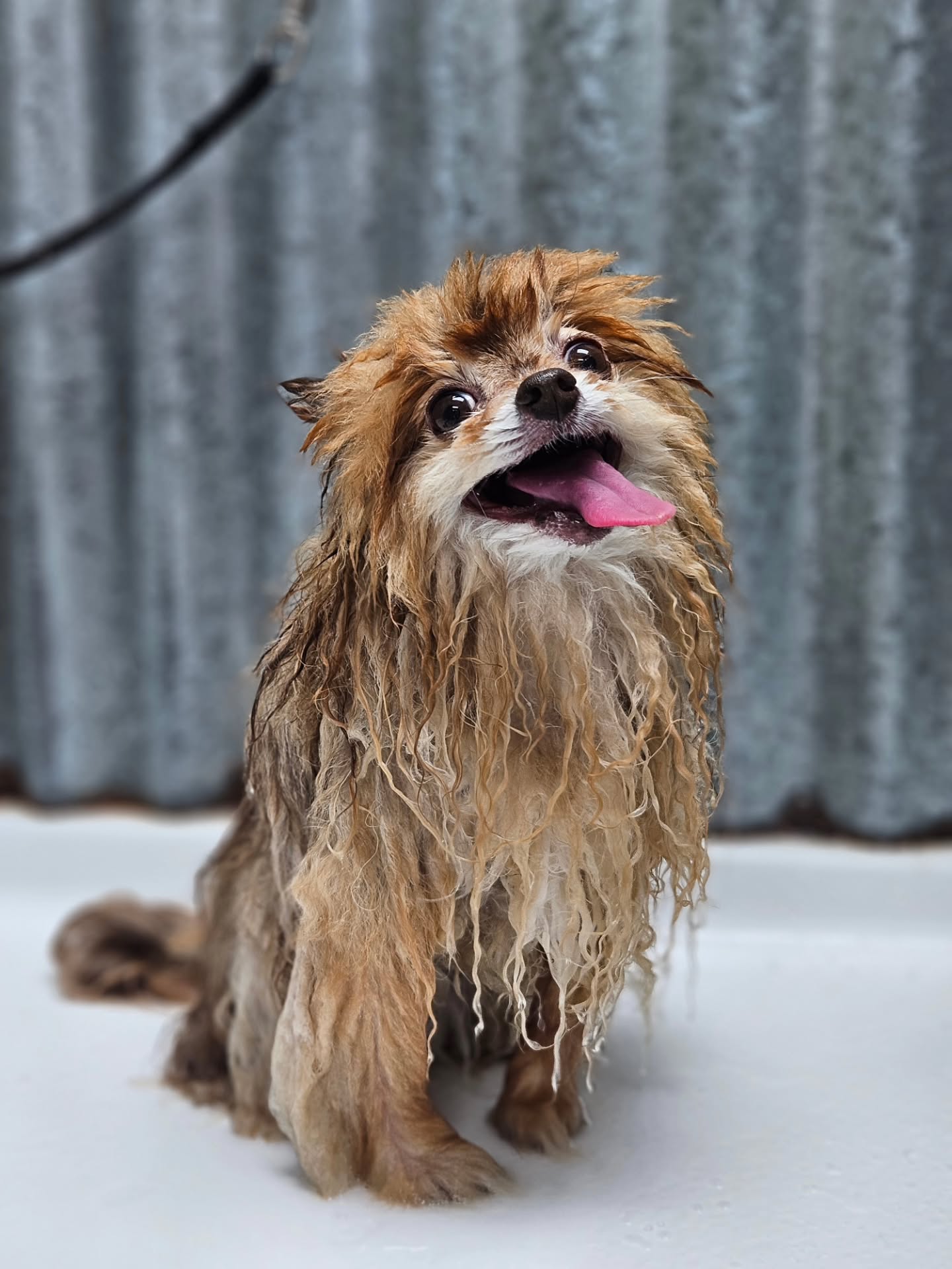 A happy Pomeranian mid-bath in the tub at Nevada Natural Dogs